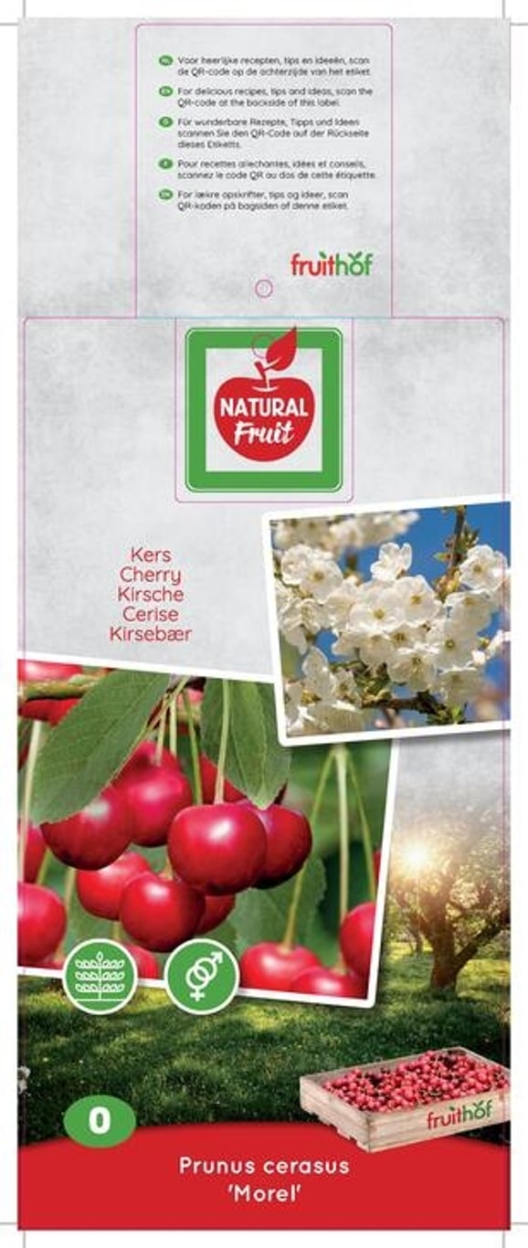 Prunus c. 'Morello' - C7.5 150 CM Espalier